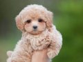BİBLO SURAT MALTİPOO BEBEKLER