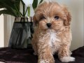 ÜST DÜZEY MALTİPOO BEBEKLER