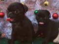 SAFKAN PUG MOPS YAVRULAR