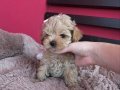 BİBLO SURATLI MALTİPOO BEBEKLER
