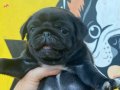 SİYAH PUG YAVRULARI
