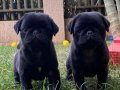 SİYAH PUG MOPS BEBEKLER