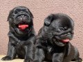 SAFKAN SİYAH PUG YAVRULAR