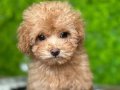 YENİ EVİNİ BEKLEYEN MALTİPOO BEBEKLERİMİZ