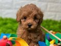 RED MALTİPOO BEBEKLERİMİZ