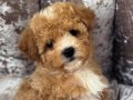 ÇİFT RENK MALTİPOO BEBEKLER