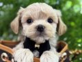 MALTİPOO BEBEĞİMİZ TOFFİE