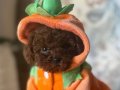 BÜCÜRÜK TOY POODLE BEBEKLER