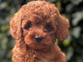 SAFKAN KALİTE TOY POODLE BEBEKLER