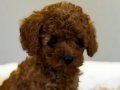 MİNNAK TOY POODLE YAVRULAR