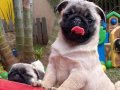 TOP KAFA PUG YAVRULAR