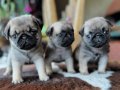 SAFKAN PUG MOPS