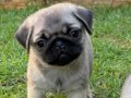 İRİ YAPILI PUG BEBEKLER