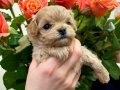 TEA CUP MALTİPOO İSTEYENLER