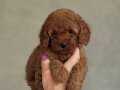 TOY POODLE BEBEKLER