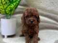 Minnak Red Brown Poodle Bebekler