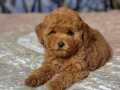 Bıcır Bıcır Toy Poodle Bebekler