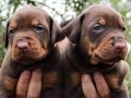 KIZIL KİNG DOBERMAN YAVRULAR