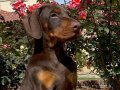 KİNG KIZIL DOBERMAN BEBEKLER