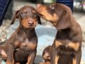 SAFKAN ÜRETİMDEN DOBERMAN YAVRULAR