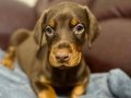 BİBLO GİBİ DOBERMAN YAVRULAR