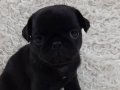 SİYAN PUG BEBEKLER
