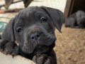 SAFKAN CANE CORSO YAVRULAR