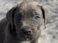 BLUE CANE CORSO YAVRULAR