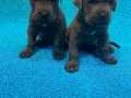 SAFKAN BLUE CANE CORSO