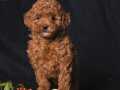 TOY GARANTİLİ POODLE BEBEKLER