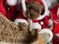 YILBAŞI BEBEKLERİ TOY POODLE