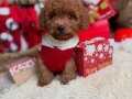 BABY SURATLI TOY POODLE YAVRULAR
