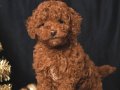 KAÇIRILMAYACAK TOY POODLE BEBEKLER