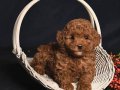 IRK GARANTİLİ TOY POODLE