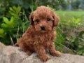 RED MALTİPOO BEBEĞİMİZ