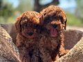BİBLO TOY POODLE YAVRULAR
