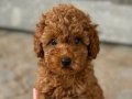 ŞİRİN Mİ ŞİRİN TOY POODLE YAVRULAR