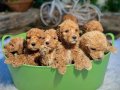 KOVA DOLUSU MALTİPOO YAVRULAR