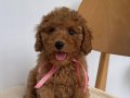 GÜLEN YÜZ TOY POODLE BEBEĞİMİZ
