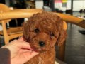 IŞIK SAÇAN KALİTE TOY POODLE BEBEKLER