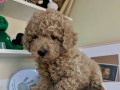 TOY POODLE BEBEKLERİMİZ SİZİ BEKLİYOR
