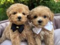 Sosyal Ortamın Yıldızı Teacup Maltipoo Kardeşler