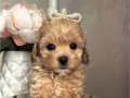 Eğitilebilir Safkan Maltipoo Yavruları |
