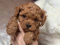 Oyuncu ve Akıllı Toy Poodle Yavruları