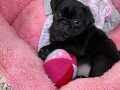 ŞİŞKO PUG YAVRULARI