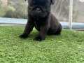 SAFKAN SİYAH PUG MOPS