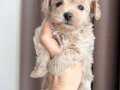 PAMUK GİBİ MALTİPOO YAVRULARIM