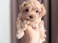 YUMOŞ YUMOŞ MALTİPOO YAVRULARI