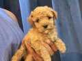 TOY POODLE SAFKAN YAVRULARIMIZ