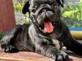 SİYAH ZEYTİN GÖZLÜ PUG BEBEKLER
